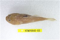 藏品(日本瞻星魚)的圖片